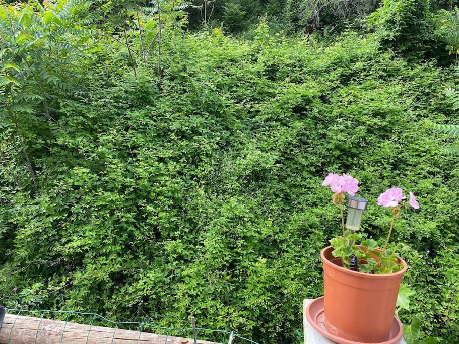 Villa Serenice - F2 Au Calme, Climatise, Wifi Et Parking Gratuit Zewnętrze zdjęcie